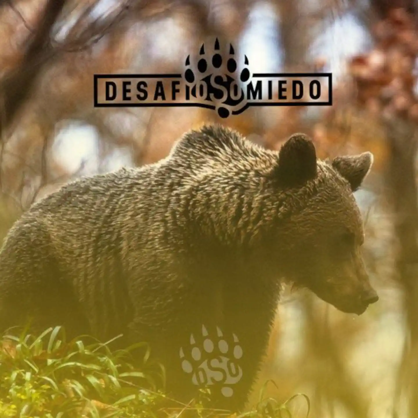 Recomendaciones para recorrer las montañas del oso pardo