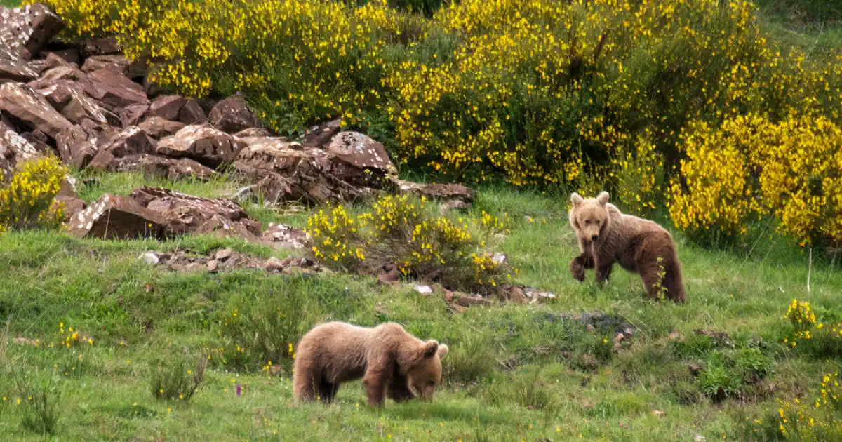 El Oso Pardo