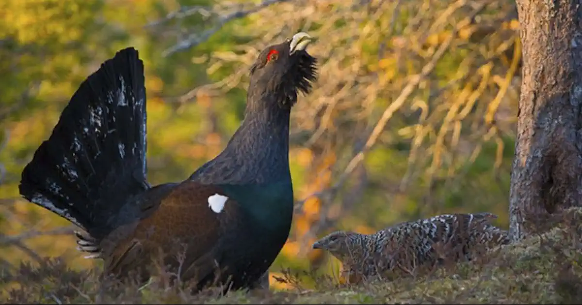El Urogallo