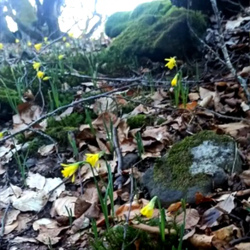Narcissus Asturiensis